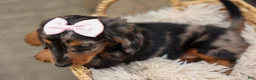 Miniature Dachshund dogs for sale:   Hailey 🎀 - Ad 10