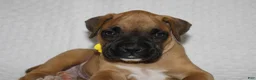 Boxer dogs for sale: bailey - Ad 4