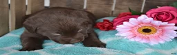 Labrador Retriever dogs for sale: Lola - Ad 1