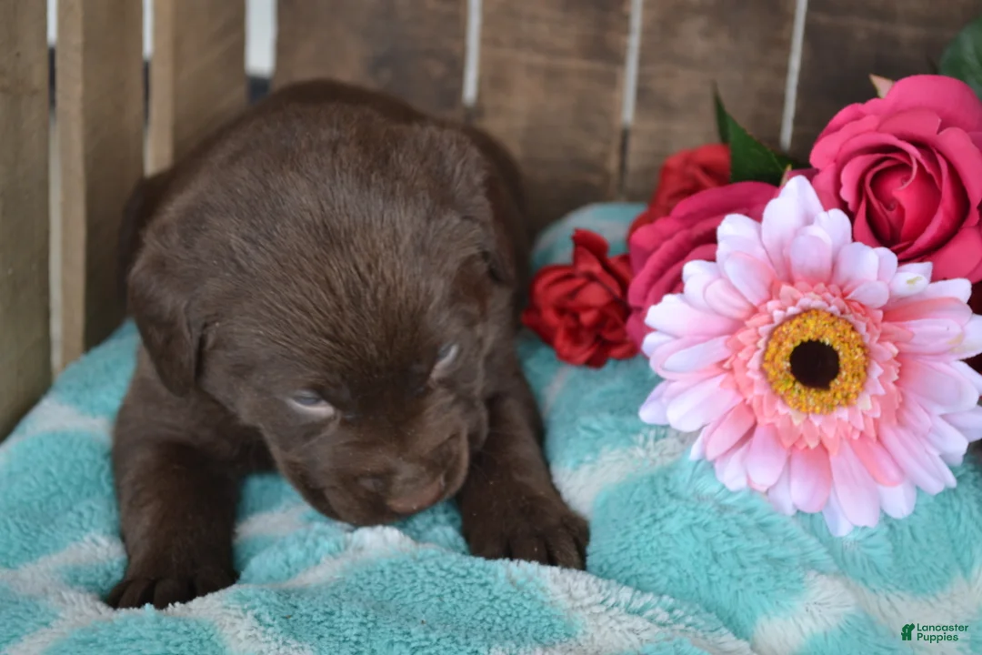 Labrador Retriever dogs for sale: Lola - Ad 1