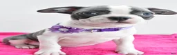 Boston Terrier dogs for sale: Indie - Ad 6