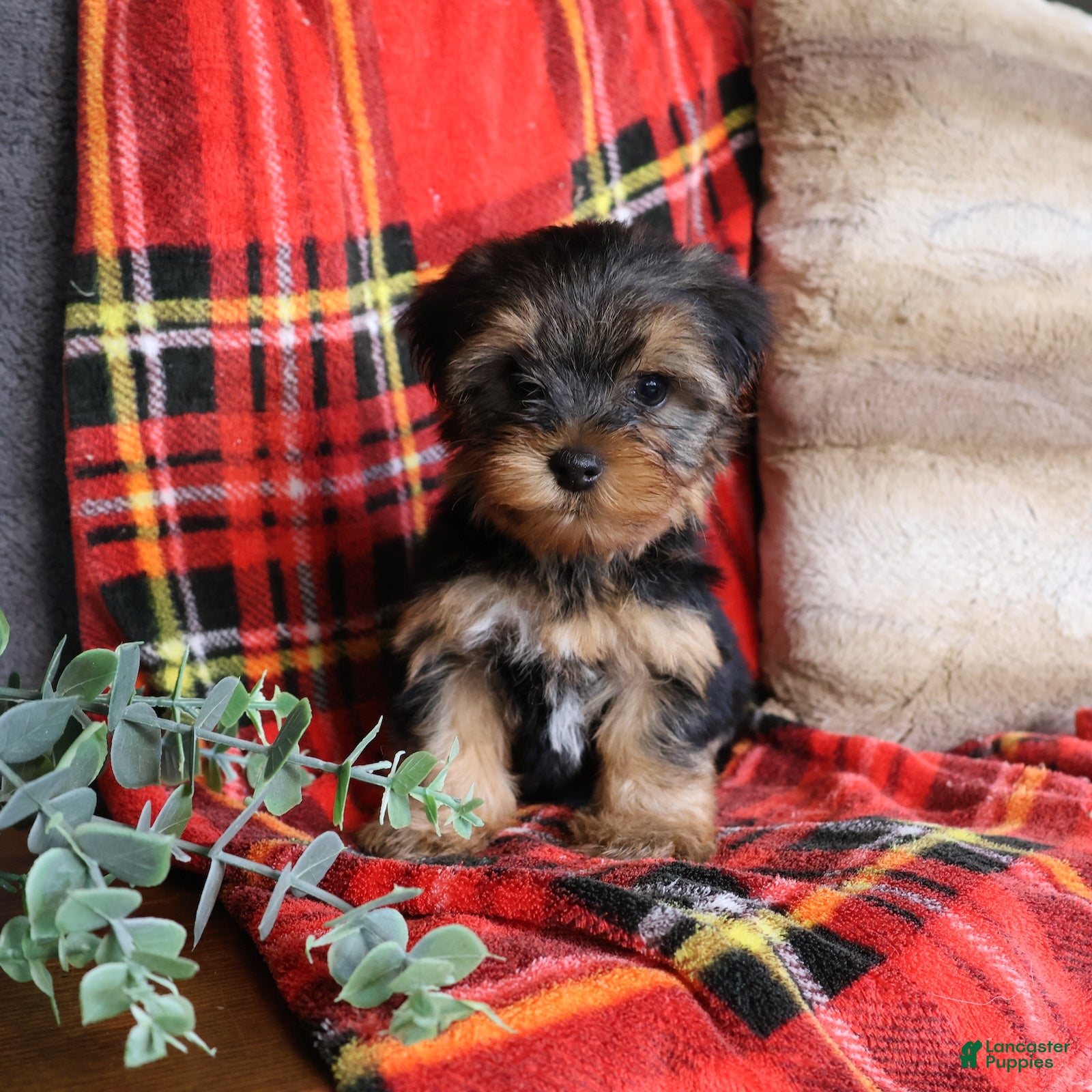 Terrier Dog Yorkie Pet Rescue Miniature Yorkshire Terrier Rehoming Animal Rescue Miniature