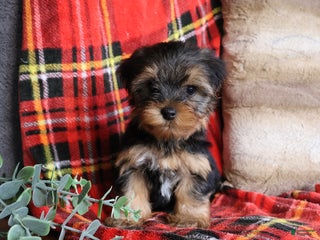 Yorkshire Terrier dogs - Ad 34
