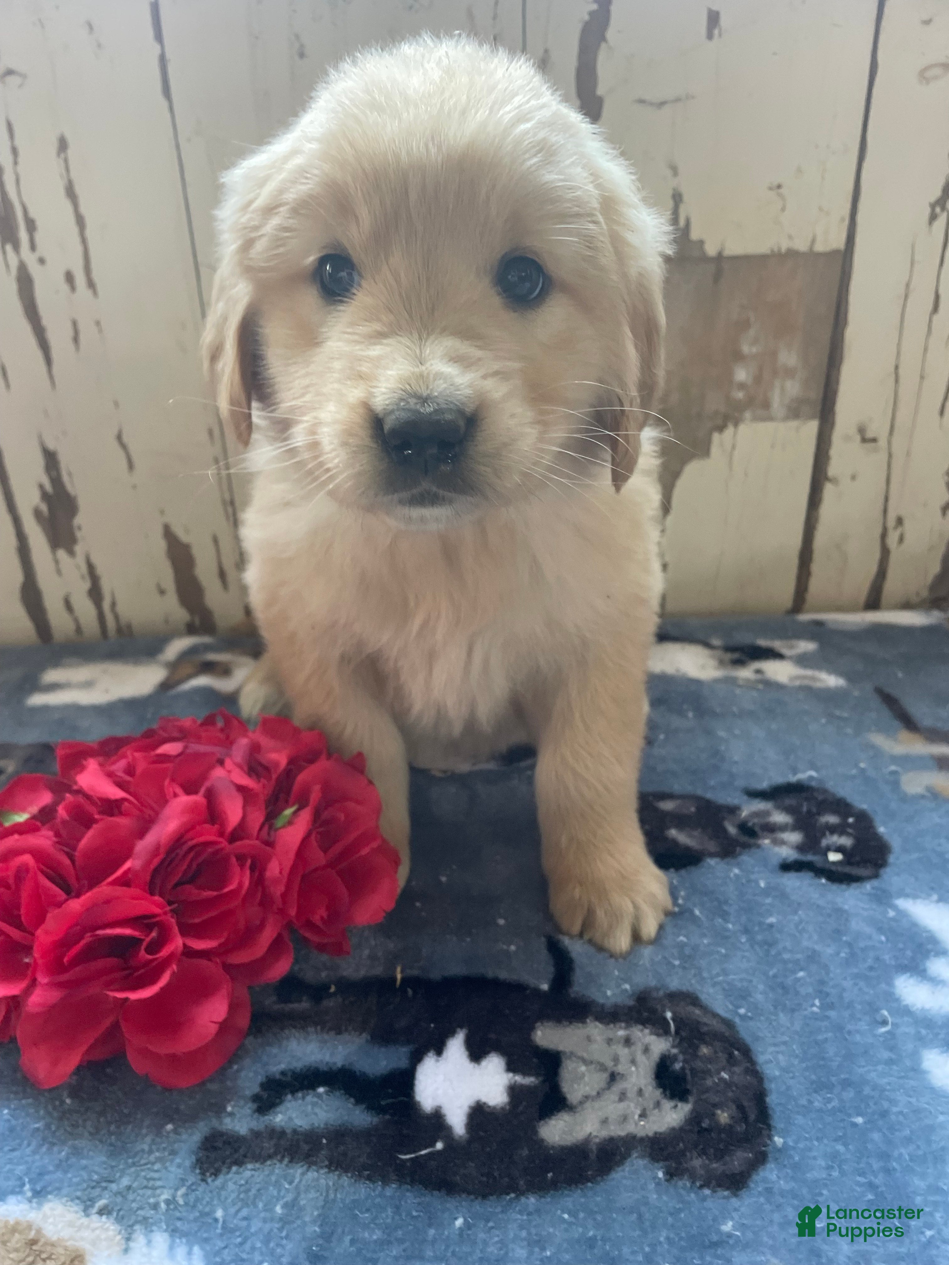 Mixed Breed dogs Snow - Ad 3