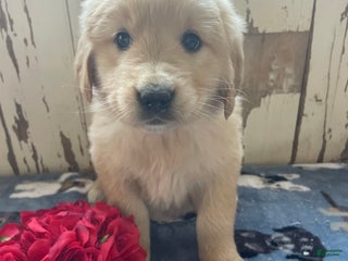 Mixed Breed dogs Snow - Ad 3