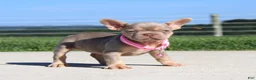 French Bulldog dogs for sale: Tanya - Ad 5