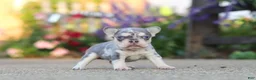 French Bulldog dogs for sale: Sienna - Ad 12