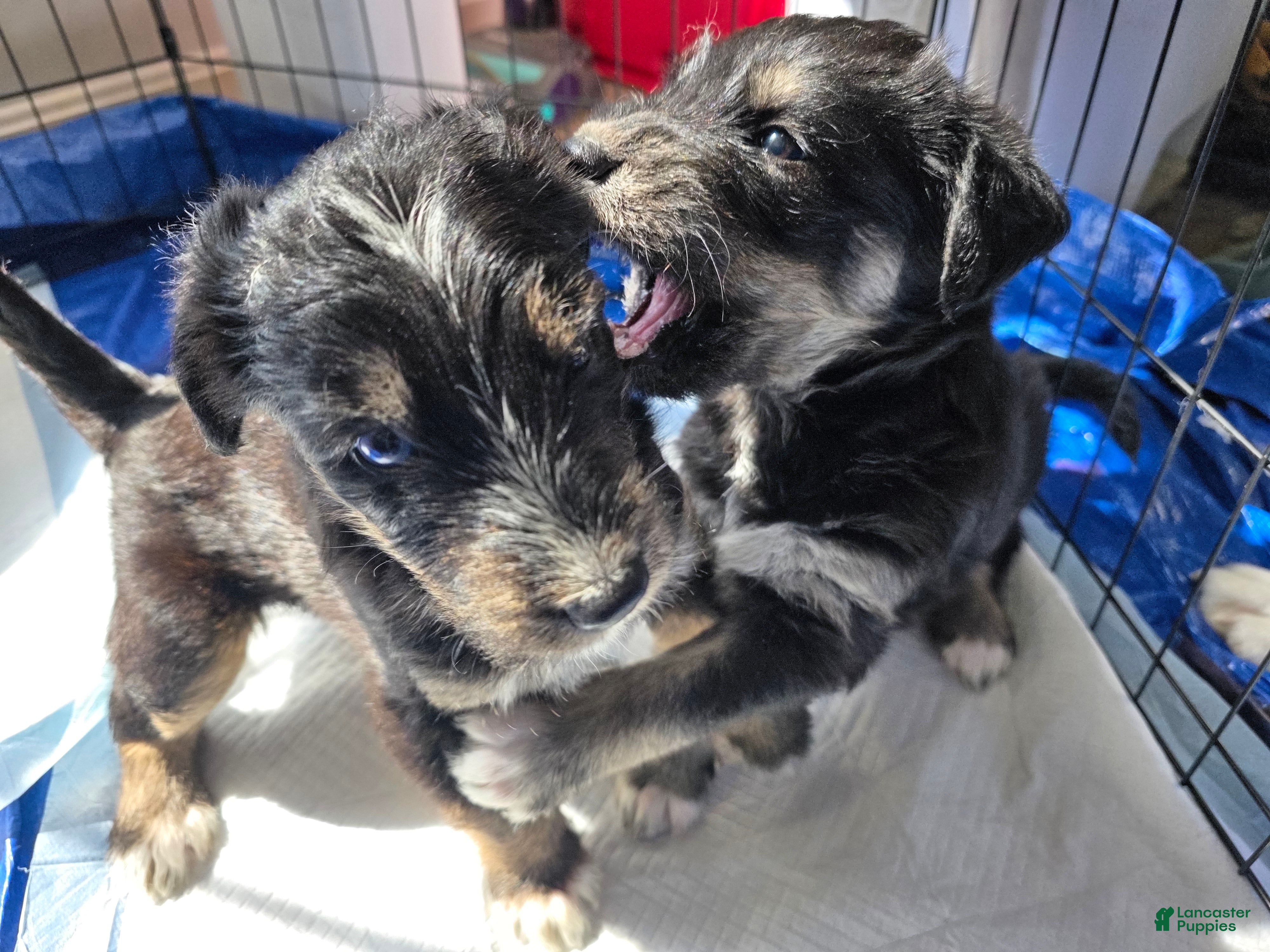 Huskipoo dogs Raja - Ad 2