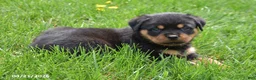 Rottweiler dogs for sale: Roscoe - Ad 4