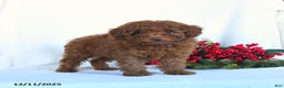 Toy Poodle dogs for sale: Vinnie - Ad 2