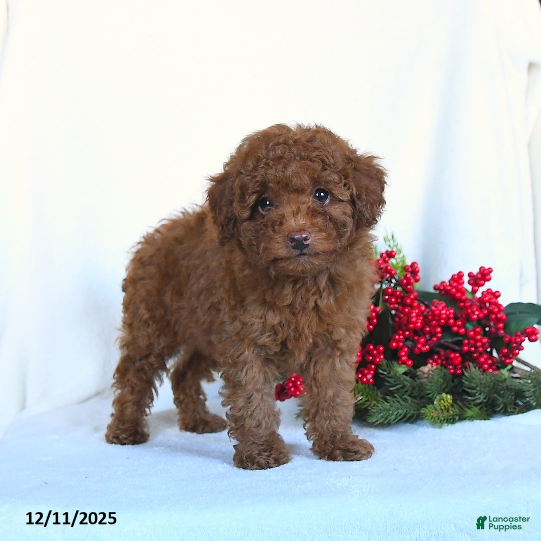 Toy Poodle dogs for sale: Vinnie - Ad 2