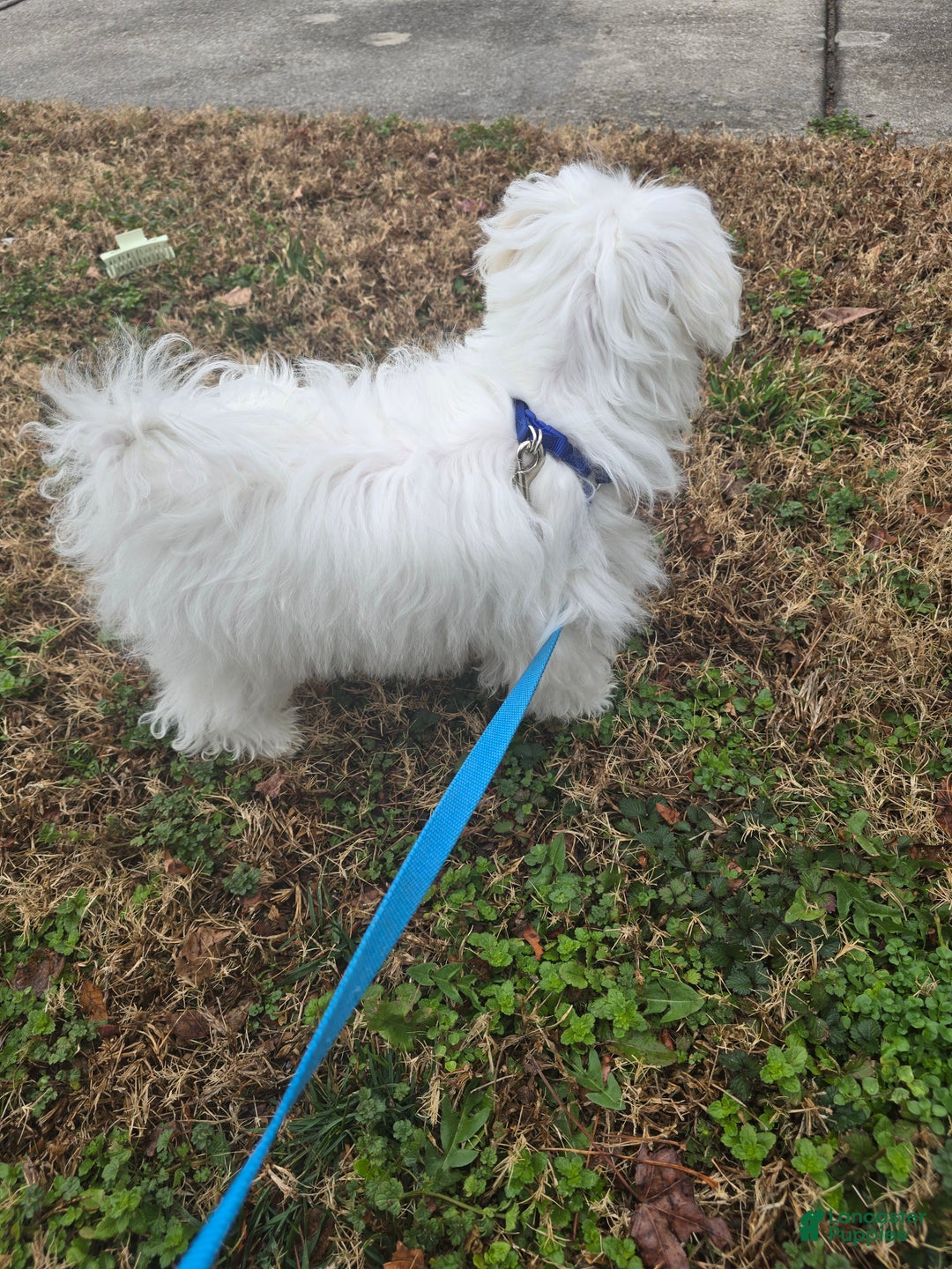 Maltese dogs for sale: Maltese Puppy 1 - Ad 7