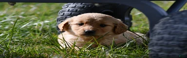 Willow,Golden Retriever 8