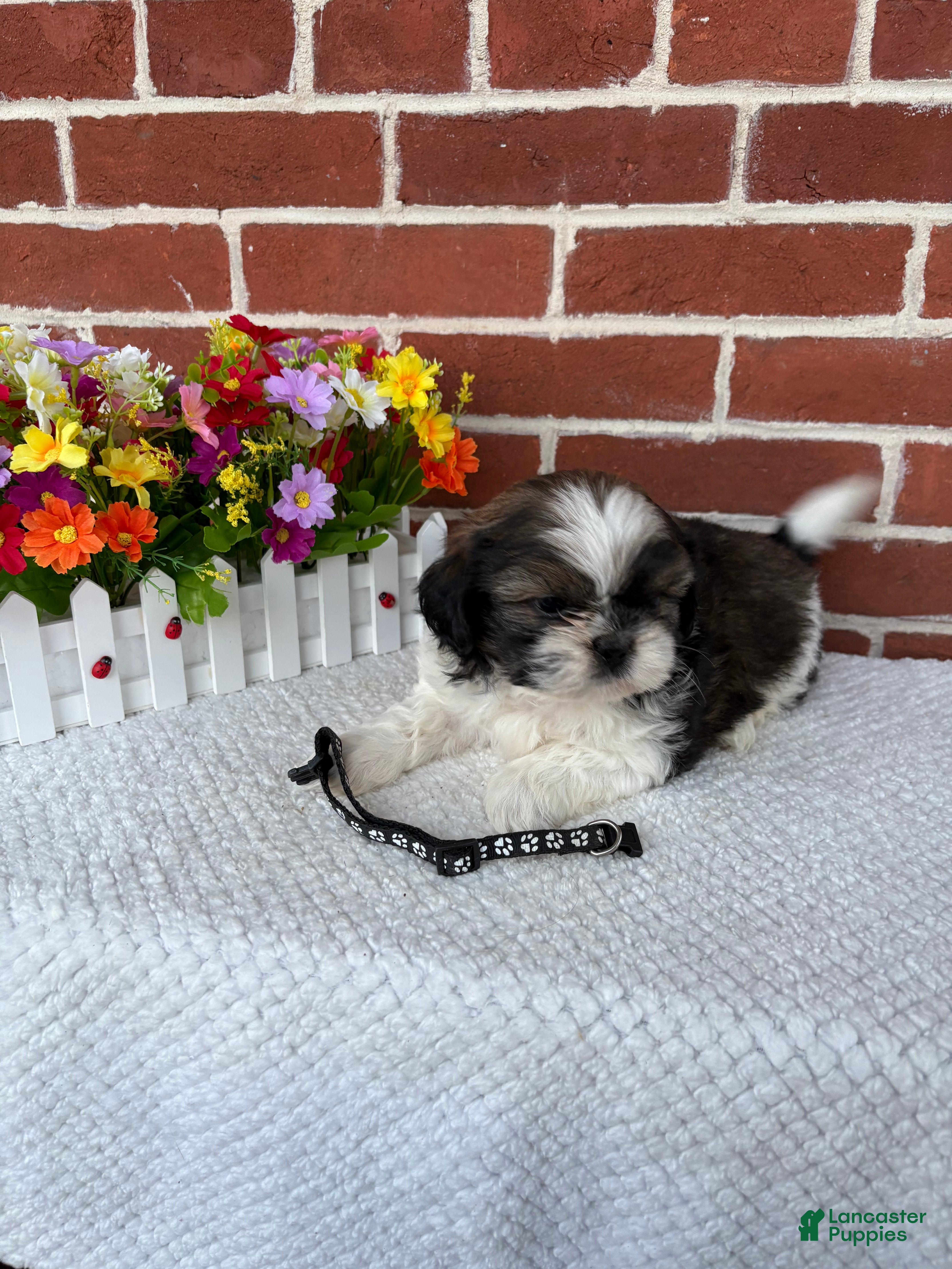 Shih Tzu dogs Cody - Ad 2