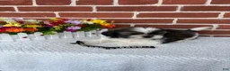 Shih Tzu dogs for sale: Cody - Ad 2