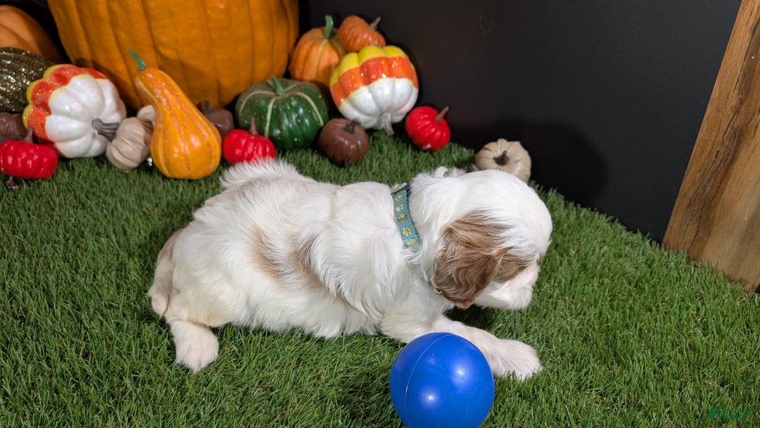 Cavapoo dogs for sale: Cavapoo Puppy 1 - Ad 4