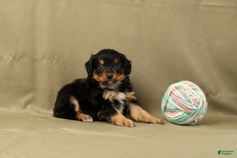 Mini Bernedoodle dogs Cassia - Ad 1