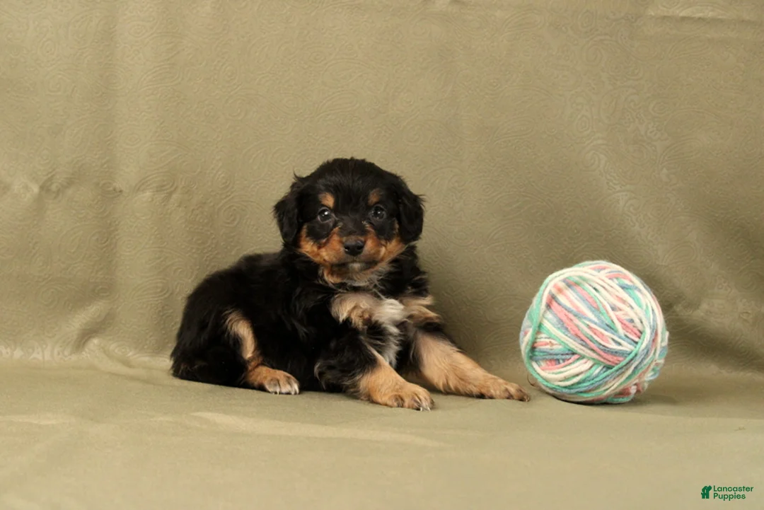 Mini Bernedoodle dogs for sale: Cassia - Ad 1