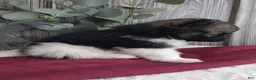 Pomeranian dogs for sale: Lexi - Ad 4