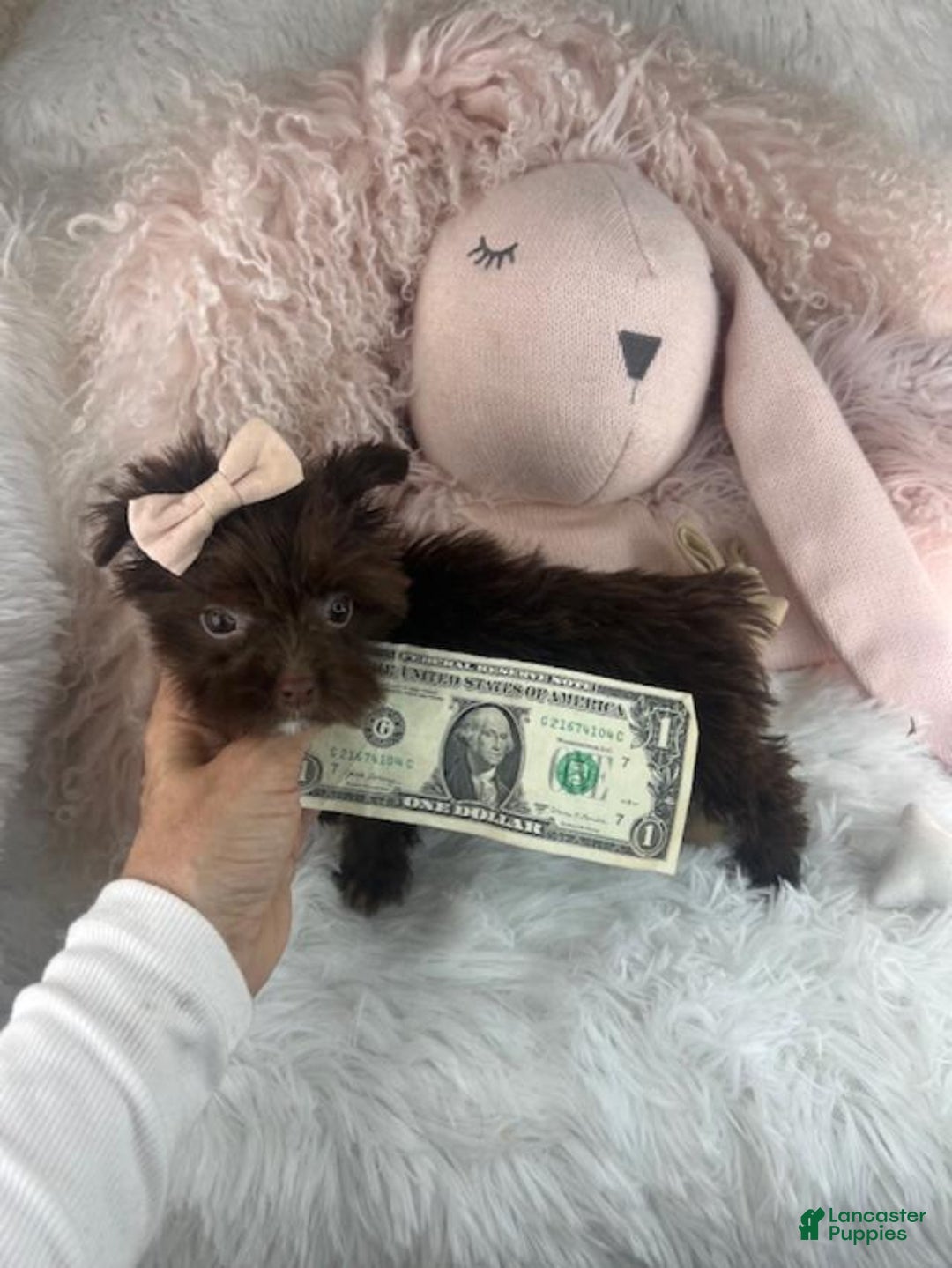 Yochon dogs for sale: Yochon Puppy 2 - Ad 4