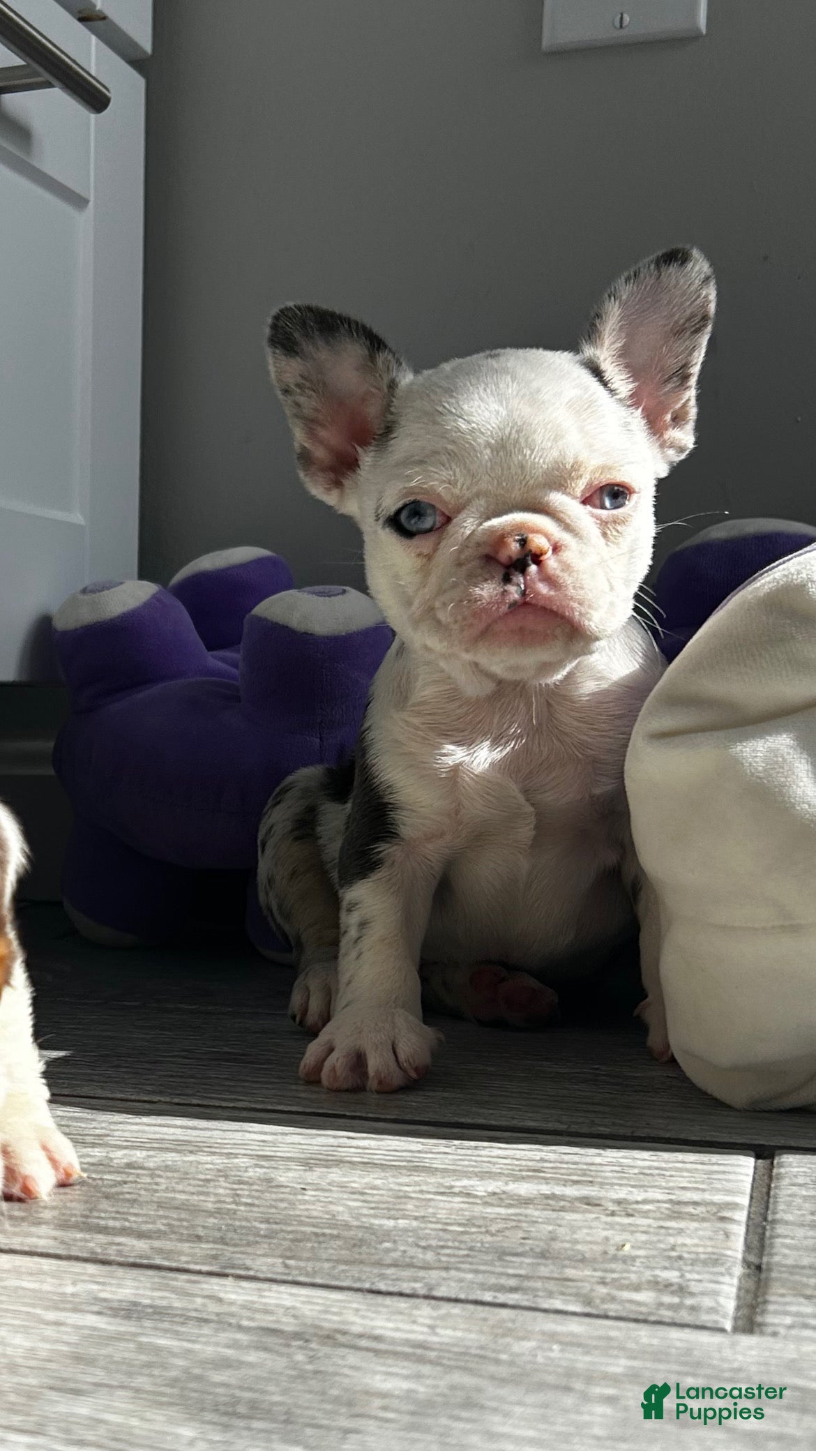 French Bulldog dogs Koi Leray - Ad 2