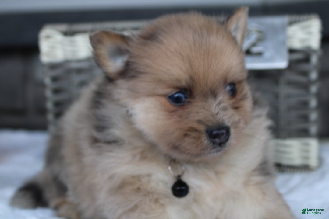 Pomeranian Puppy Pearly for sale in Berne Lancaster Puppies