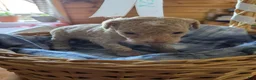 Toy Poodle dogs for sale: Toy Poodle 1 - Ad 4