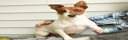 Jack Russell Terrier dogs for sale: Queen Annes Lace - Ad 4