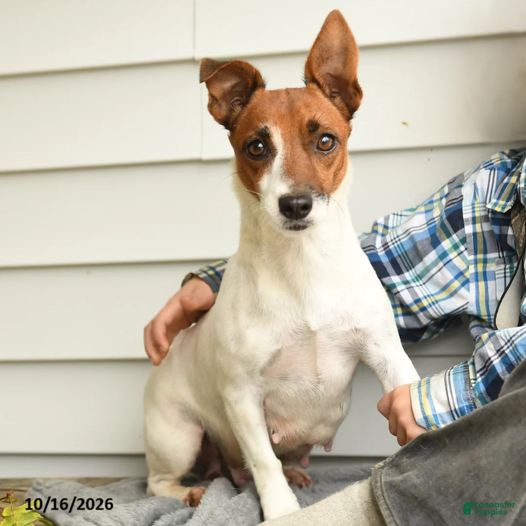 Jack Russell Terrier dogs for sale: Queen Annes Lace - Ad 4