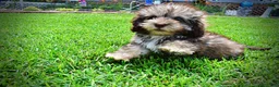 Havapoo dogs for sale: Fancy - Ad 17