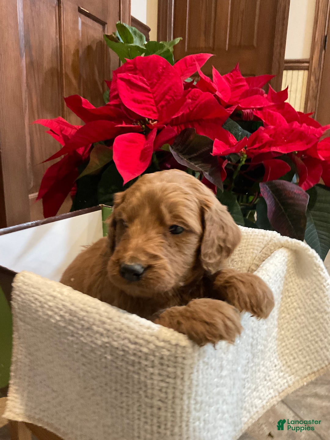 Goldendoodle dogs for sale: Goldendoodle Puppy 2 - Ad 4