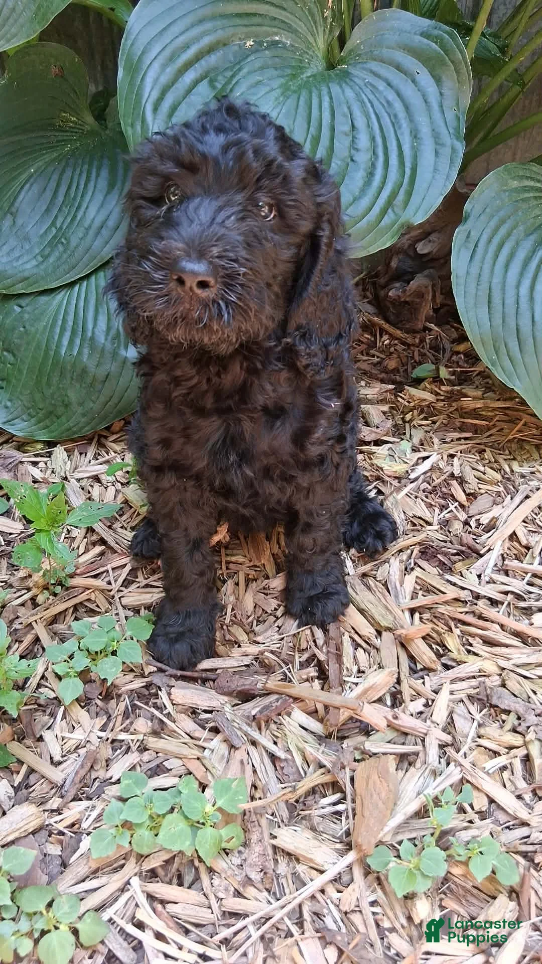 Irish Doodle dogs for sale: Charlotte - Ad 2