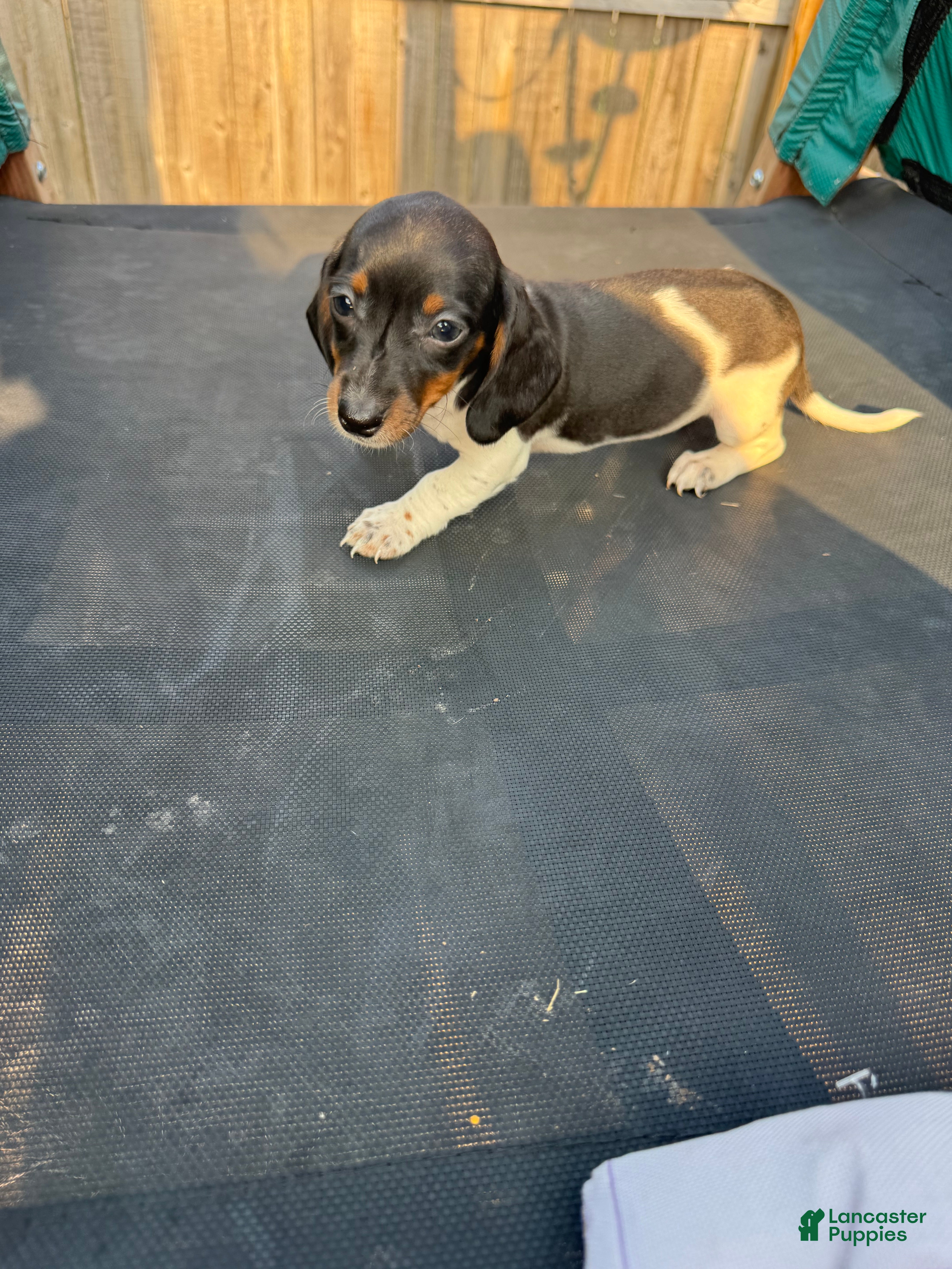 Miniature Dachshund dogs Miniature Dachshund Puppy 6 - Ad 7