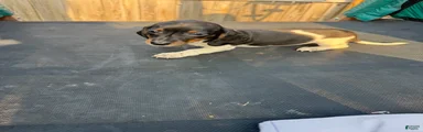 Miniature Dachshund Puppy 6