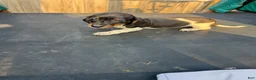 Miniature Dachshund dogs for sale: Miniature Dachshund Puppy 6 - Ad 1