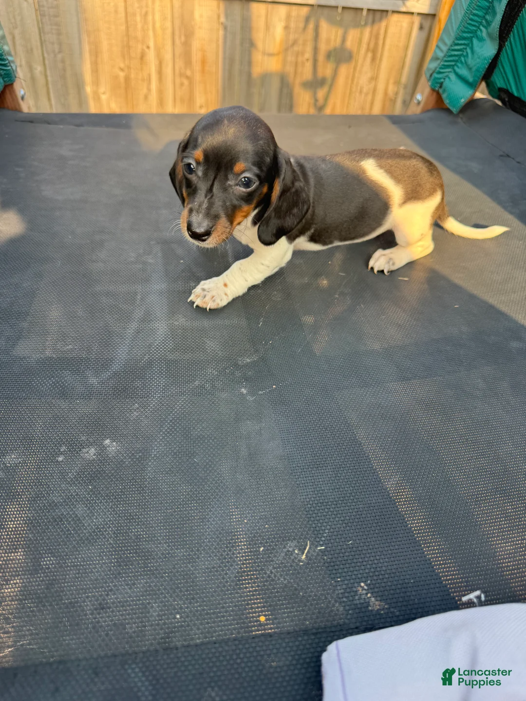Miniature Dachshund dogs for sale: Miniature Dachshund Puppy 6 - Ad 1