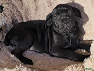 Cane Corso dogs Sadie - Ad 18