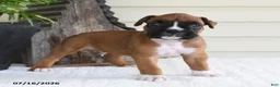 Boxer dogs for sale: Snoopy - Ad 4