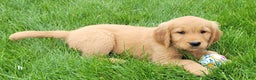 Golden Retriever dogs for sale: Tank - Ad 1
