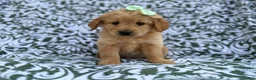 Goldendoodle dogs for sale: Brynlee - Ad 4
