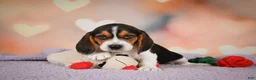 Beagle dogs for sale: OSCAR - Ad 7