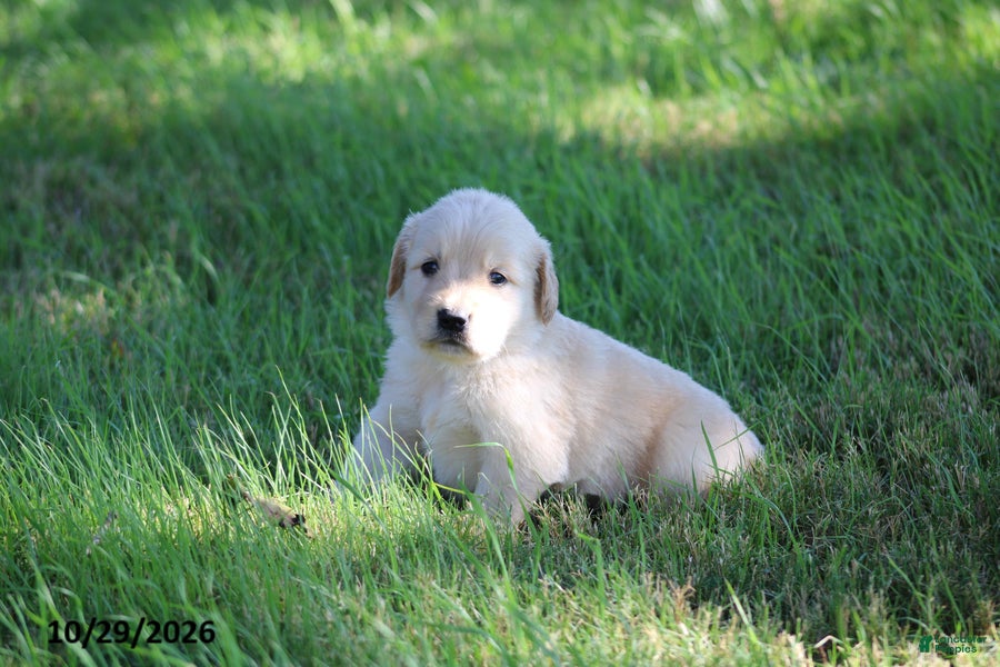 Golden Retriever dogs for sale: Hunter - Ad 2