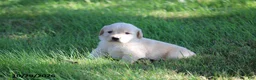 Golden Retriever dogs for sale: Hunter - Ad 2