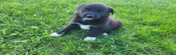 Sheprador dogs for sale: John  - Ad 2