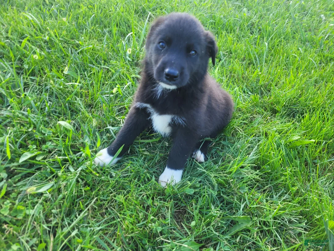 Sheprador dogs for sale: John  - Ad 2