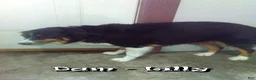 Miniature Australian Shepherd dogs for sale: Bethany - Ad 6