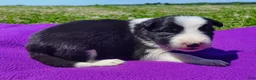 Border Collie dogs for sale: Piper - Ad 30