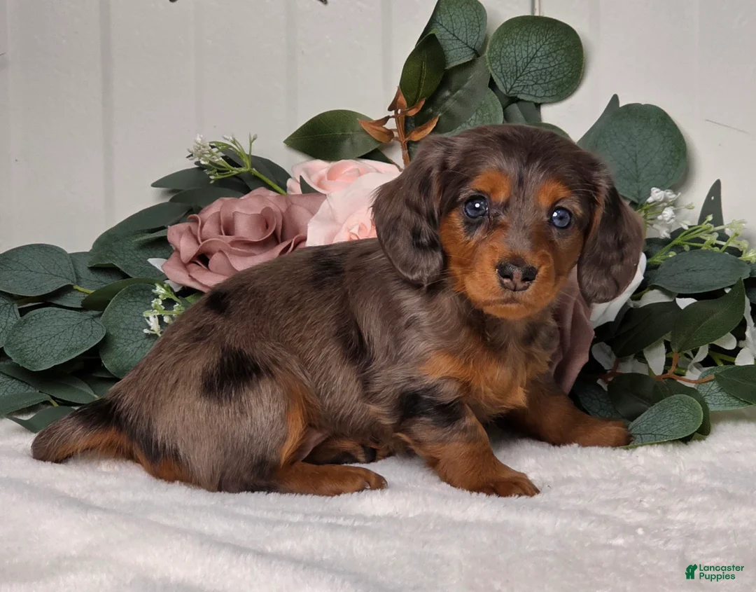 Miniature Dachshund dogs for sale: Jubilee  - Ad 2