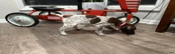 German Shorthaired Pointer dogs for sale: Miley - Ad 3