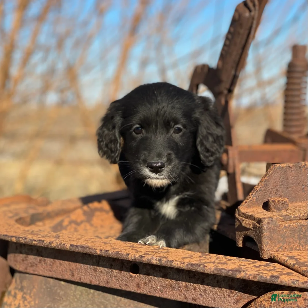 Mixed Breed dogs for sale: Bella - Ad 2